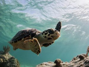 O Que Fazer Em Porto De Galinhas? 