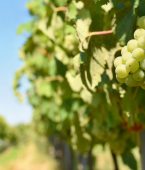 Rota do vinho: lugares para conhecer