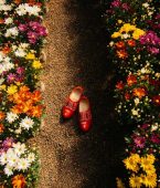 Primavera em Holambra: a cidade das flores
