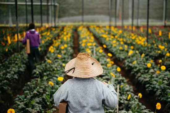 5 Lugares com paisagens floridas incríveis para você conhecer