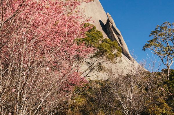 Bosque de Cerejeiras Kaoru Kumazawa, localizado em Pedra Azul - ES.